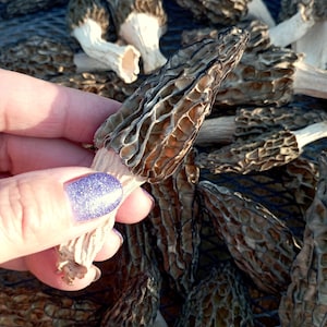 Real small dried morel mushrooms, set of 10 mushrooms for resin jewelry,approximately 20 grams, hobby crafts, tiny gardens, home decor.