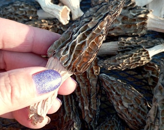 Real small dried morel mushrooms, set of 10 mushrooms for resin jewelry,approximately 20 grams, hobby crafts, tiny gardens, home decor.
