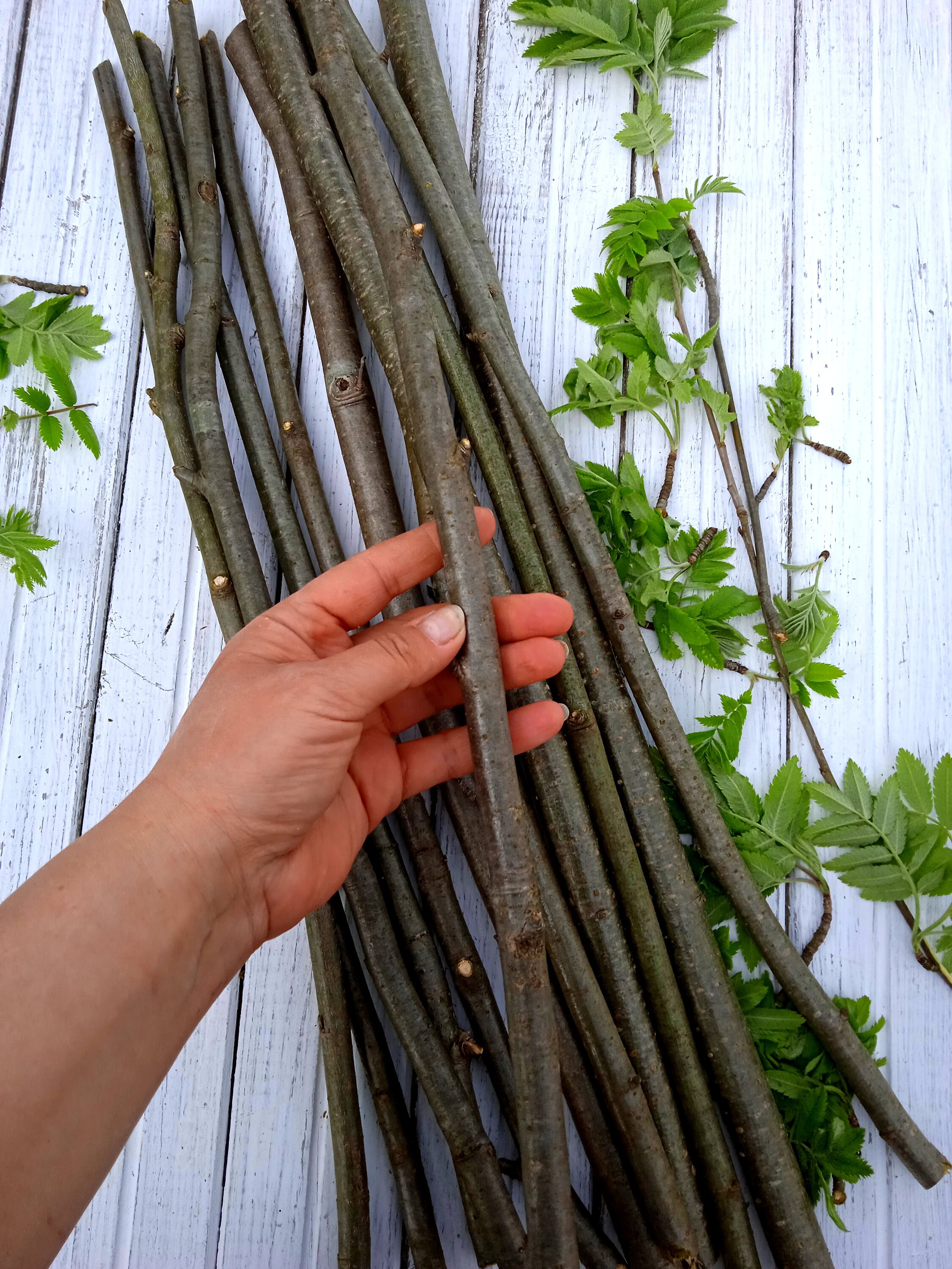 Branch Rowan set of 10 pieces natural craft wood supply Rowan Etsy