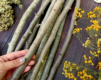 set of 10 aspen branches, natural dried branches different sizes ,Aspen sticks protective rituals magic druids, wiccan supplies ,witch decor