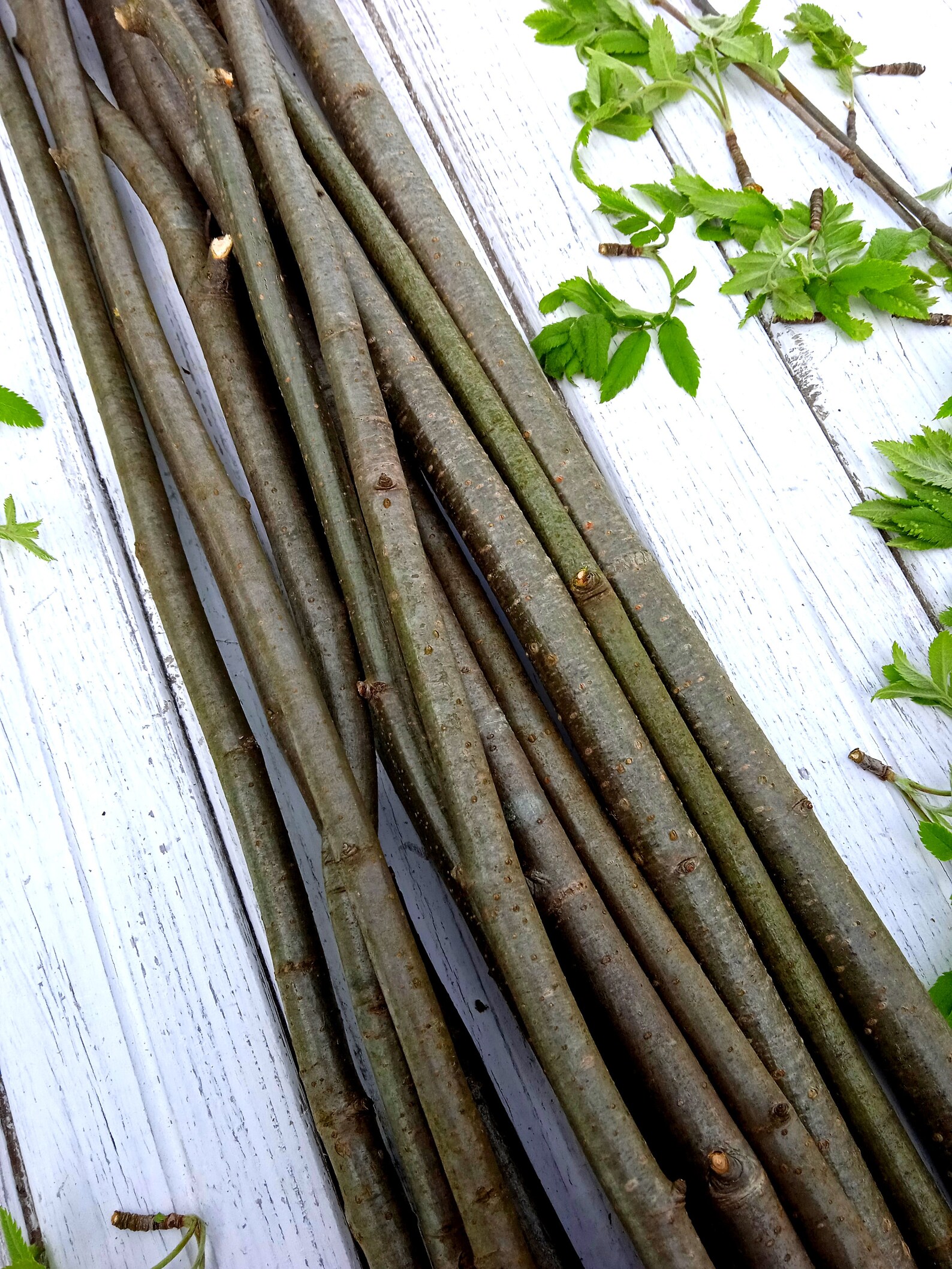 Branch Rowan set of 10 pieces natural craft wood supply Rowan Etsy