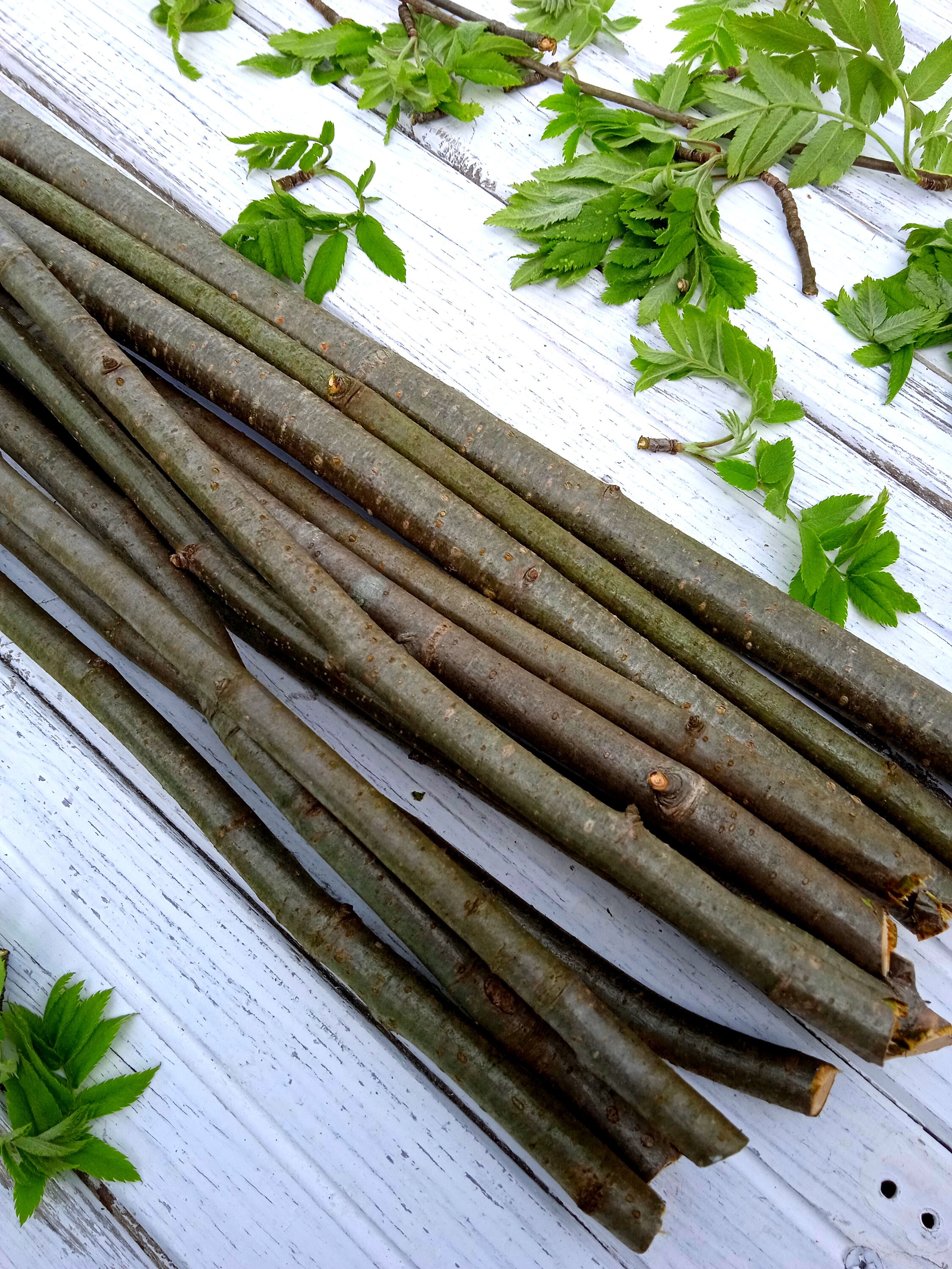 Branch Rowan set of 10 pieces natural craft wood supply Rowan Etsy