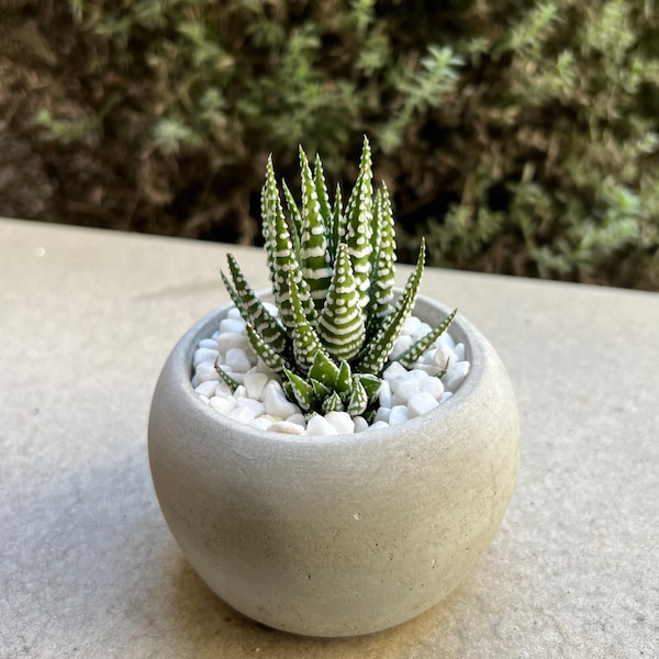 Haworthia Zebra live succulent