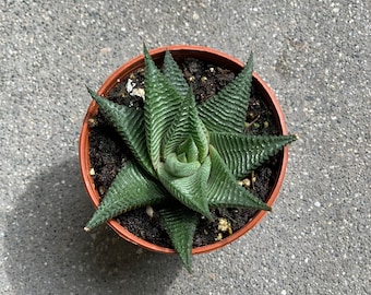 Haworthia Limifolia Twister 2” live succulent