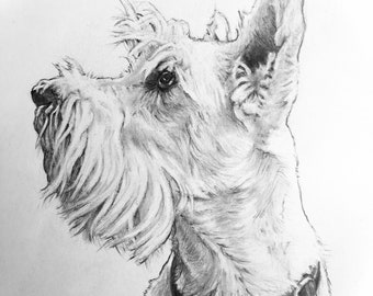 White Terrier Dog original hand drawn portrait