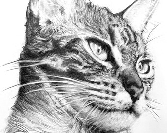 B&W original hand drawn Tabby Cat