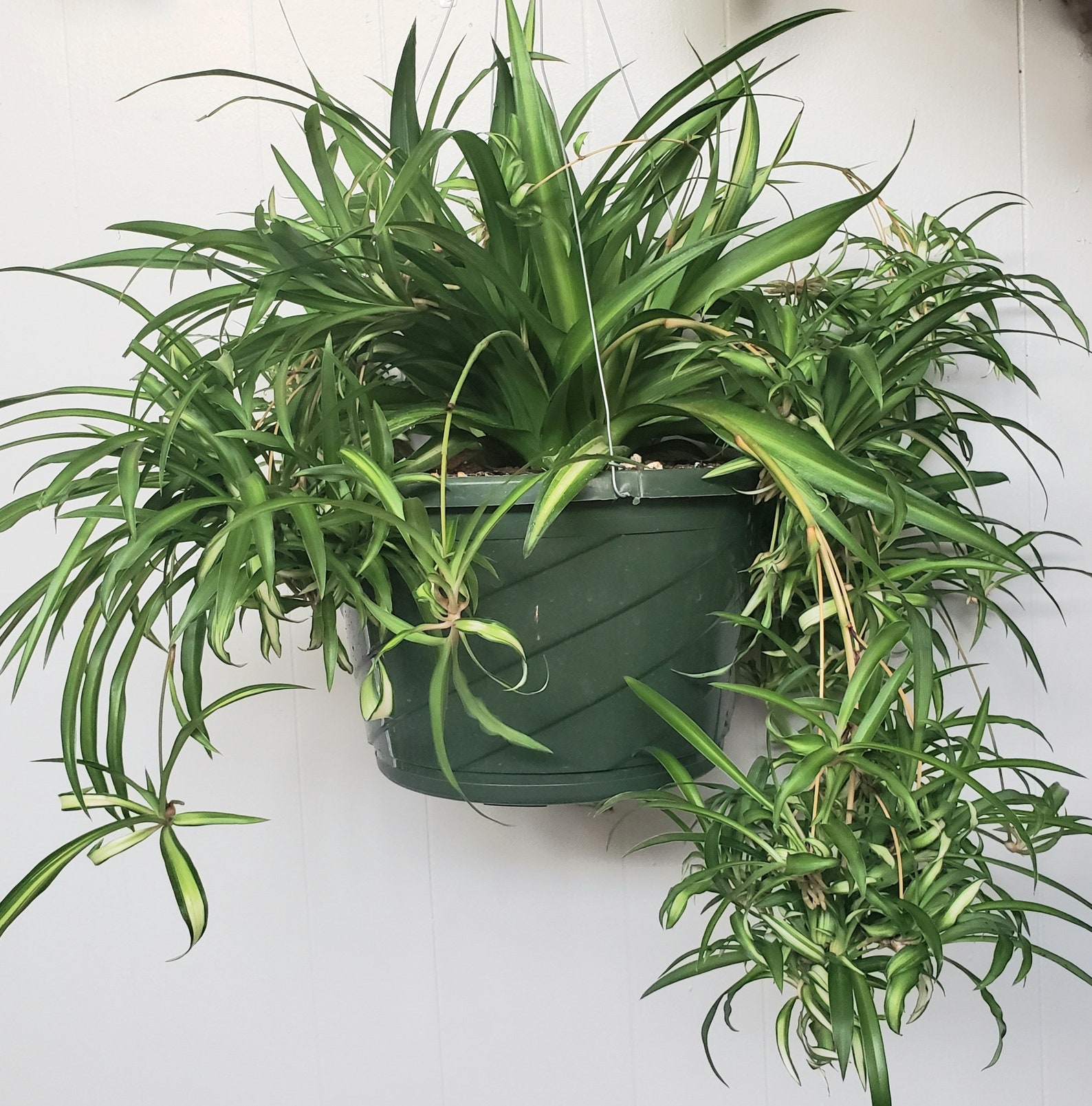 Variegated Spider Plant Starts Etsy