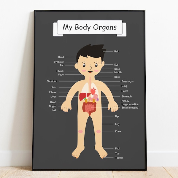 The body organs, For kids anatomy, human body Kids printable poster, Kindergarten Activity, Montessori card