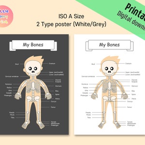 The Bones, for Kids Skeleton Anatomy, Human Body Printable Poster ...