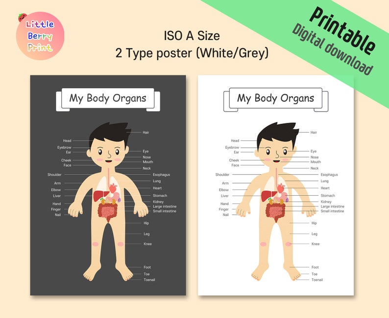The body organs For kids anatomy human body Kids printable | Etsy