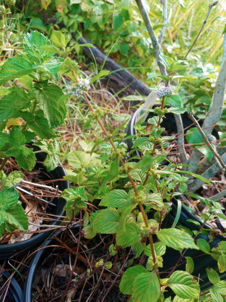 Potted Ginger Mint Plant Buy Any 3 Plants Get 1 Plant Of