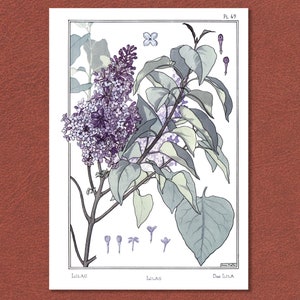 Blumendruck 'Lila' von Jugendstil-Künstlerin Anna Martin. Detailgetreu zum Original von 1896, restauriert und auf 250 gsm Karte gedruckt. Stilvolle Wandkunst.