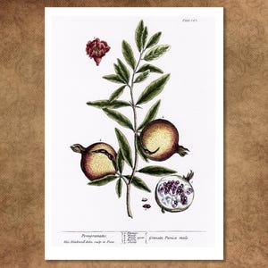 Impression botanique d'Elizabeth Blackwell. « Grenade » Remarquable étude vieille de 300 ans de « A Curious Herbal » reproduite sur une carte artistique texturée.