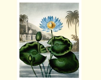 Egyptian Blue Lotus Flower Print: Perfect facsimile of 1807 Botanical Engraving