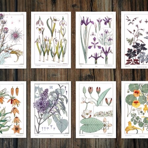 Impressões botânicas em tamanho postal. 8 belos estudos de 1896 de artistas proeminentes da Art Nouveau. Em cartão de arte texturizado de 250 g/m². Exótico.