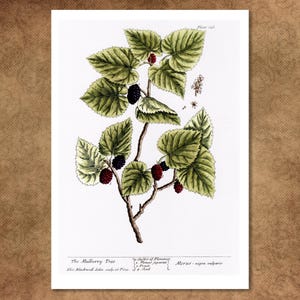 Estampa botânica de amoreira por Elizabeth Blackwell. Notável estudo de 300 anos de "A Curious Herbal" reproduzido em cartão texturizado.