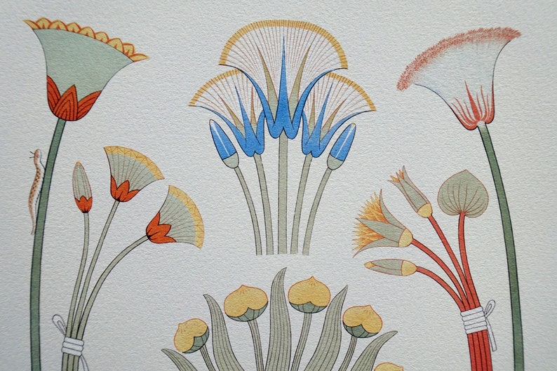 Sacred Lotus Flowers of Ancient Egypt. Symbolic of Death & Etsy