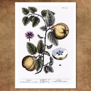 Botanischer Druck &#39;Quintes&#39; von Elizabeth Blackwell. &quot;Bemerkenswerte 300 Jahre alte Studie aus &quot;&quot;A Curious Herbal&quot;&quot; fachmännisch reproduziert.&quot;