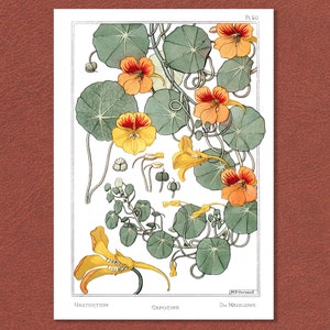 May include: A vintage botanical print depicting nasturtium flowers. The illustration shows orange and yellow flowers with green leaves and stems. The image includes detailed drawings of the flower's parts and the text "Nasturtium, Capucine, Die Maisblume".