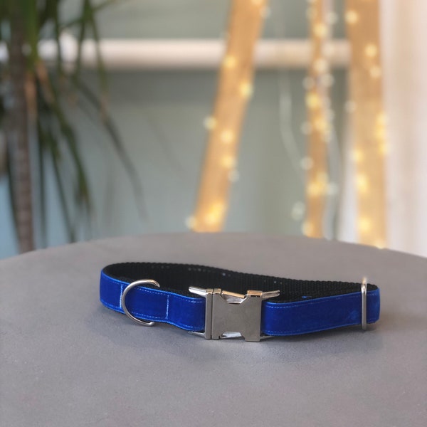 Royal Blue velvet, adjustable dog collar