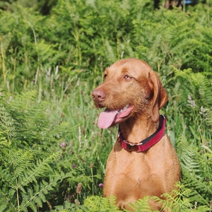 Könnte beinhalten: Ein brauner und weißer Hund mit einem roten Halsband sitzt in einem Feld mit grünen Farnen. Der Hund hat die Zunge herausgestreckt und schaut nach rechts.