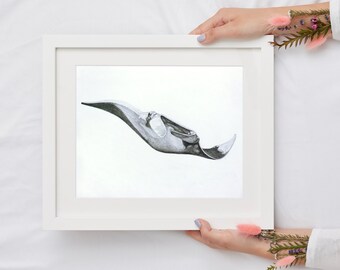 Tekening manta ray | Etsy Sea Pancake Manta Ray pluche | Etsy