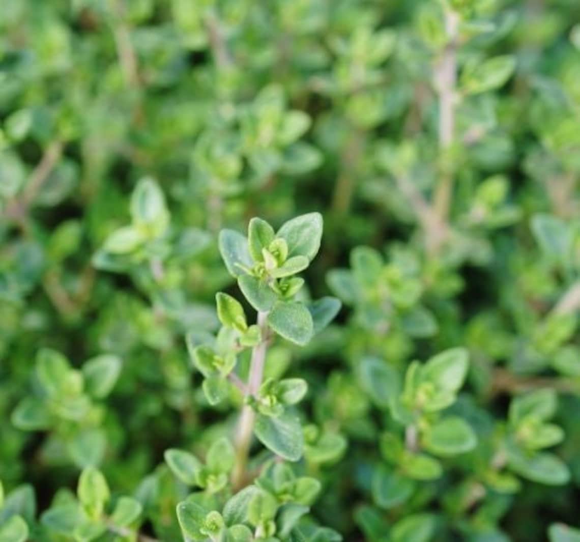 4x Thyme Plants Small Baby Plug Plant Fresh Living Herb Etsy