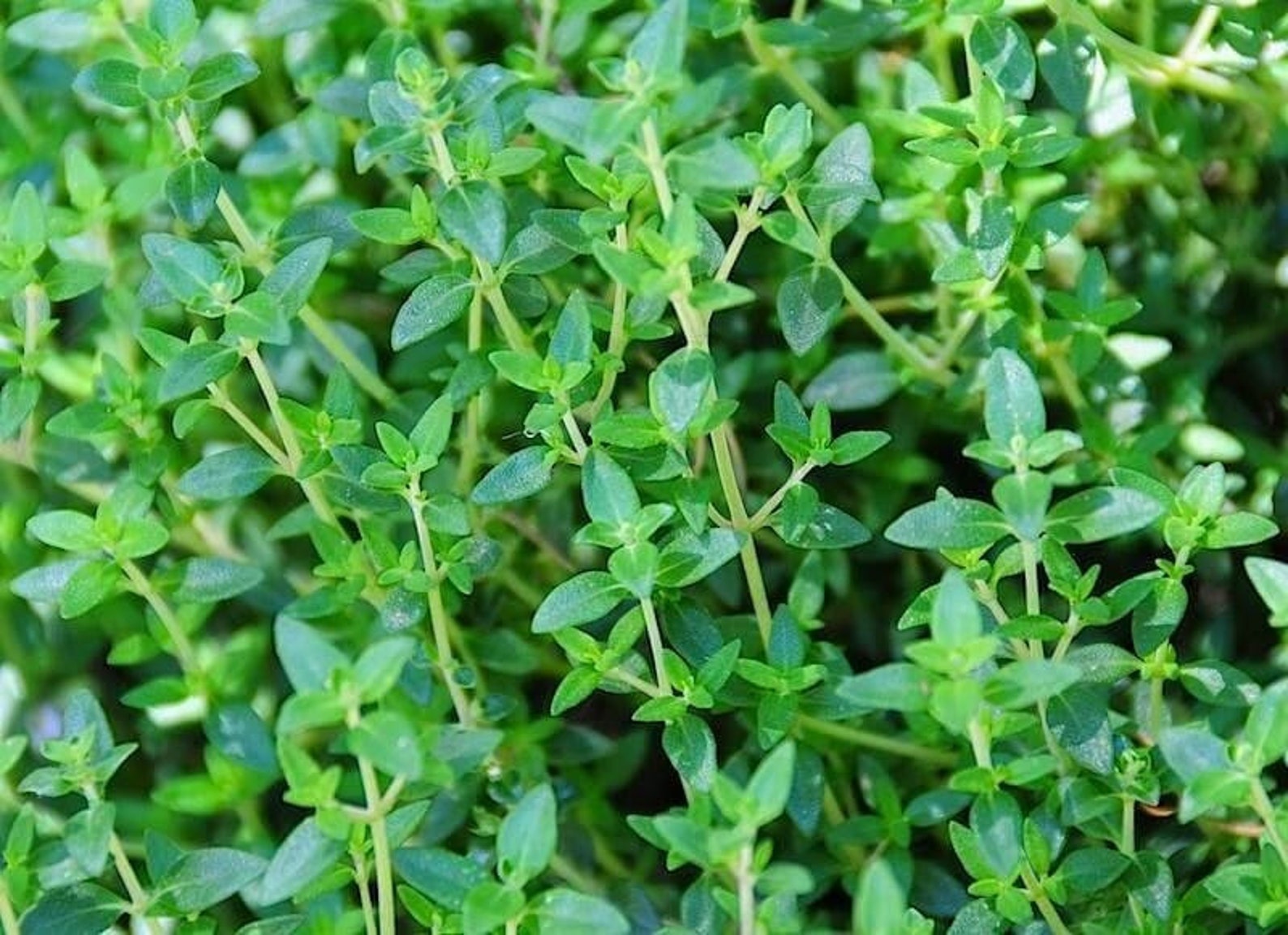 4x Thyme Plants Small Baby Plug Plant Fresh Living Herb Etsy