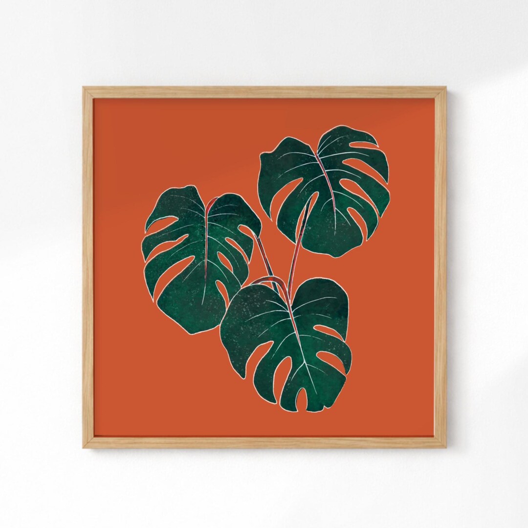 wie schnell wächst philodendron Philodendron gigas – Samt-Riese main image 1