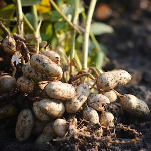 May include: Close-up of freshly harvested peanuts, still attached to their stems. The peanuts are beige with dark spots, emerging from the dark soil. Green stems and leaves are visible in the background, suggesting a farm or garden setting.