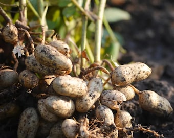 100 Virginia Peanut Seeds, Organic Raw Peanuts, Home Garden Planting