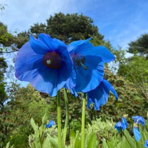 8000 Pcs Blue Papaver Rhoeas Seeds for Planting. Himalayan Blue Poppy, Meconopsis Betonicifolia, or Tibetan Rare Poppy Seed for Planting