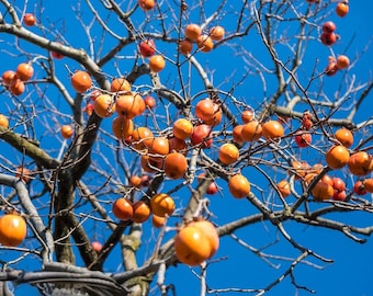100 Pcs Japanese Persimmon Tree Seeds, Exotic Fuyu Persimmon Fruit Tree Seed for planting.  Non-GMO Diospyros Kaki Seeds for Home Gardening