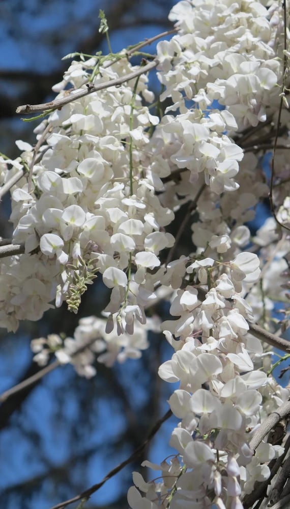 10 Pcs Japanese White Wisteria Seeds, Silky Climbing Vine - Etsy