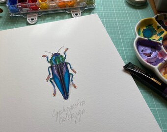 Cyphogastra calepyga Beetle, limited edition archival print of original painting