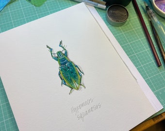 Hypomeces squamosus Beetle, limited edition archival print of original painting