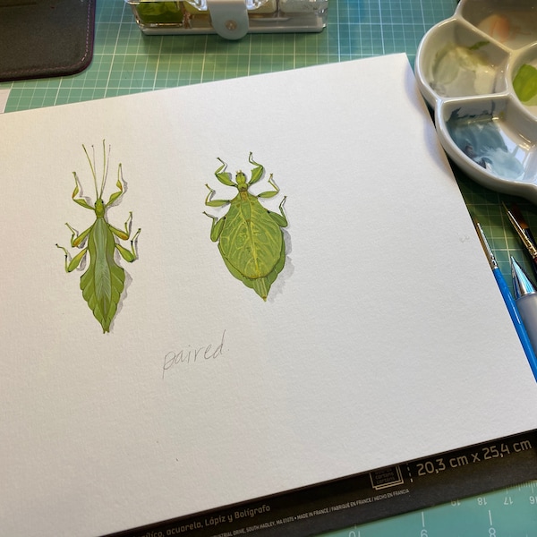 Paired Phyllium jacobsoni Beetles, limited edition archival print of original painting