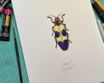 Buqueti rugicollis Beetle Archival Limited edition print