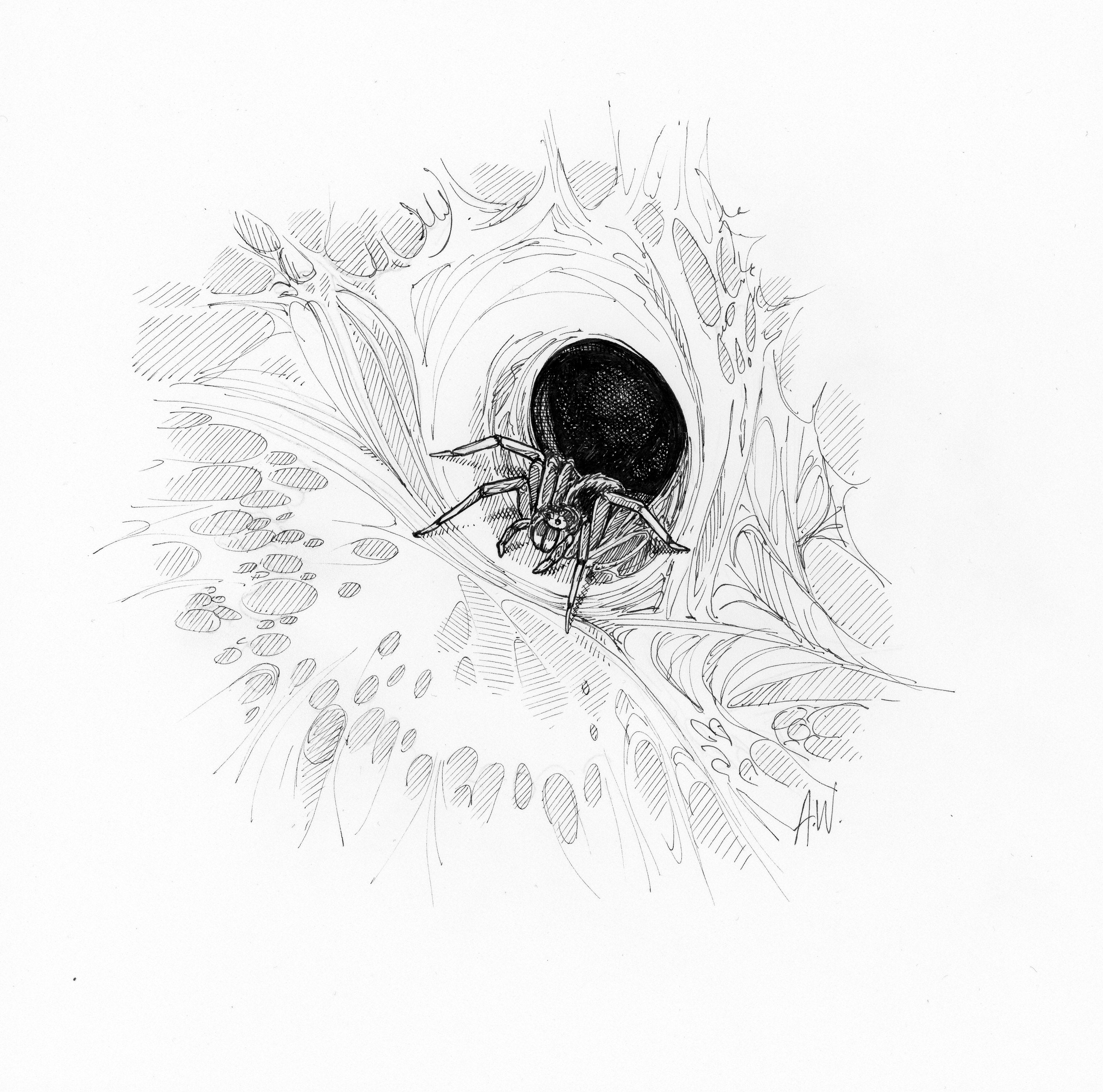 Spider nest Black and white print of a tunnel web