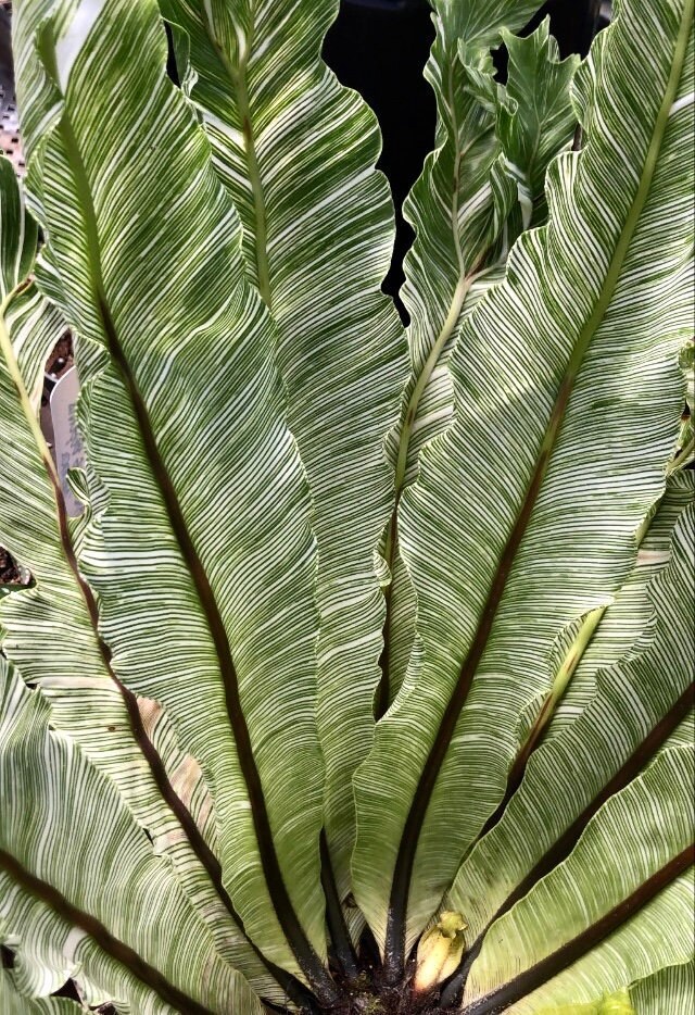 RARE Variegated Birds Nest Fern OR Cobra Fern Etsy
