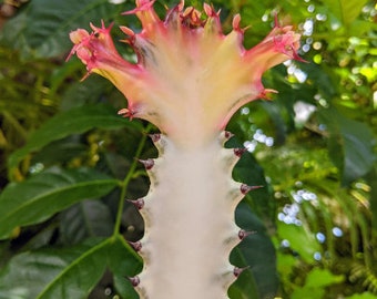 Euphorbia Lactea cutting