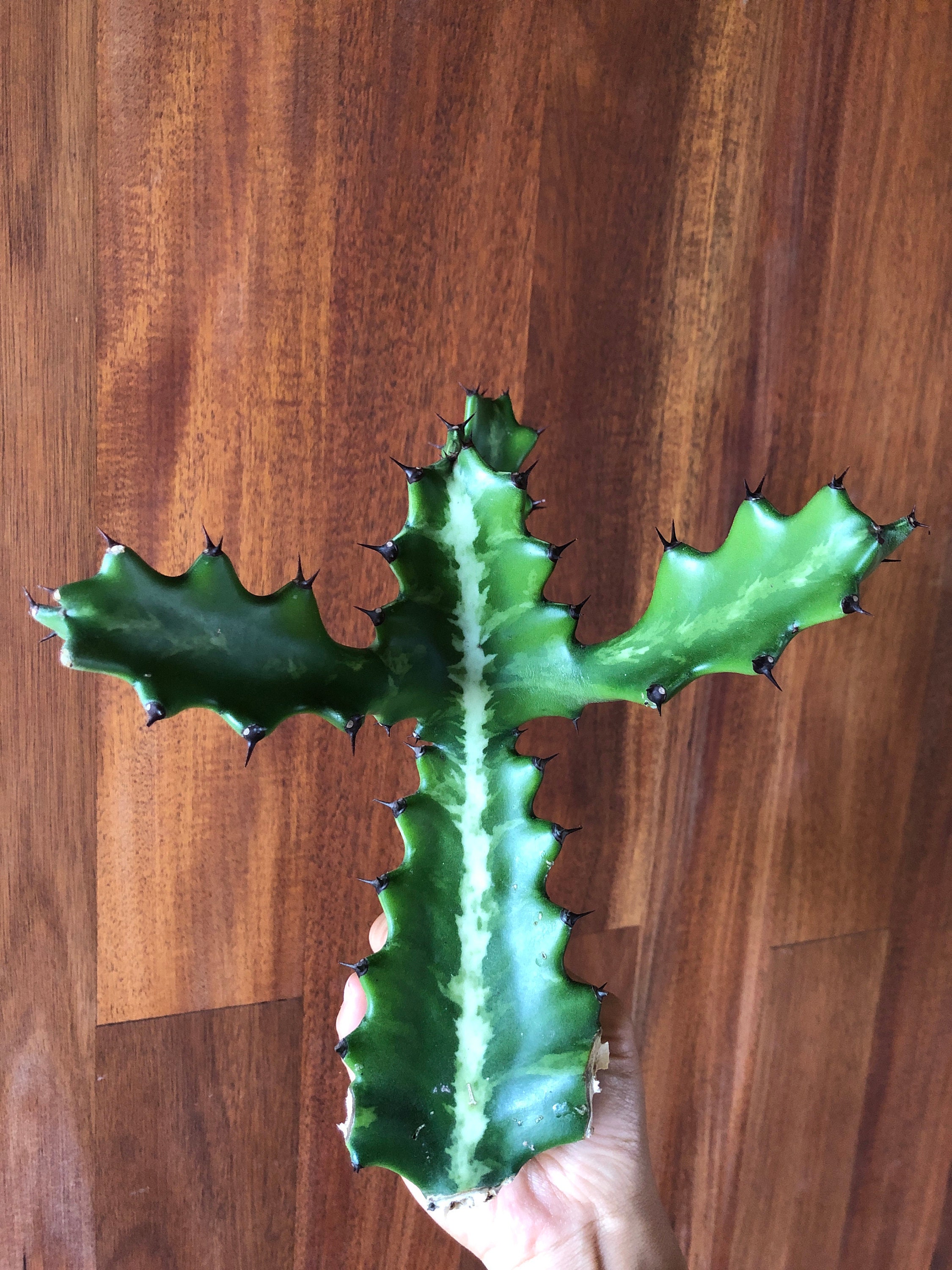 MILKSTRIPE Euphorbia Lactea Candelabra Cactus - Etsy