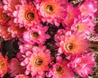 Echinopsis Cactus, stunning pink flowers