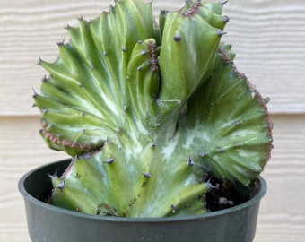Bare root Crested Euphorbia