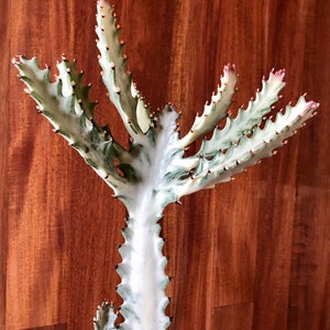 Rooted Ghost Euphorbia Lactea