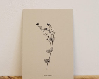 Botanical Art Print - Speedwell A5/A4 - Vintage style floral print