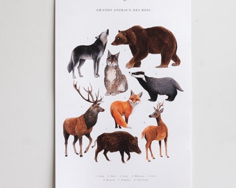 Affiche histoire naturelle - Illustration Grands animaux des bois / Tirage A3 et pack de cartes