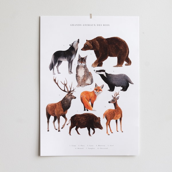 Affiche histoire naturelle - Illustration Grands animaux des bois / Tirage A3 et pack de cartes