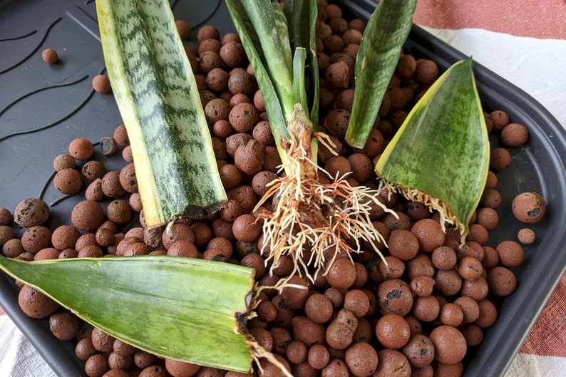 Leca Clay Expanded Clay Balls Pebbles Plant Propagation Etsy