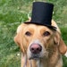 see more listings in the Pet Hats section